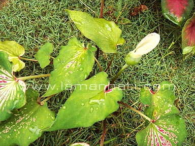 keladi1.jpg
