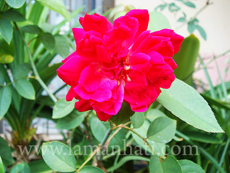 rose2