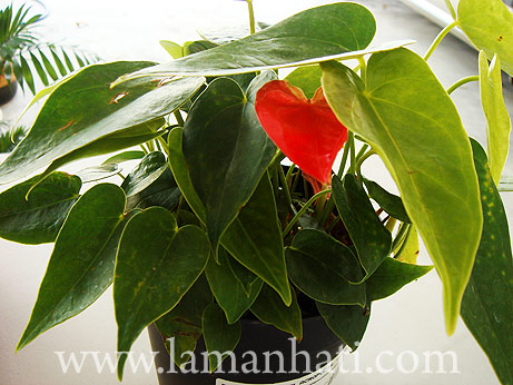 goldfish plant care. I found Anthurium Plant Care