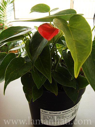 anthurium3