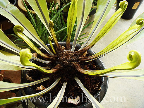 birdnestfern1
