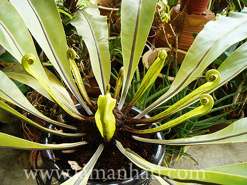 birdnestfern2
