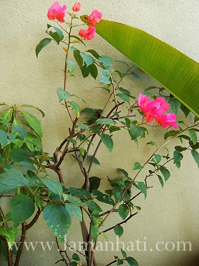 bvila1