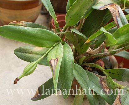 cattleya1