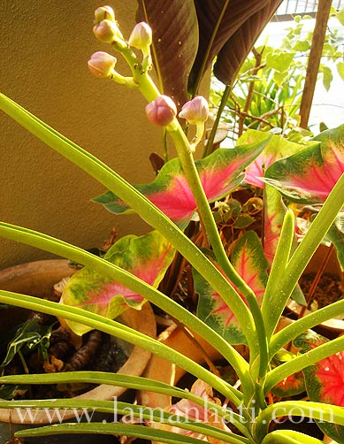 vanda101
