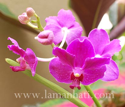 vanda104