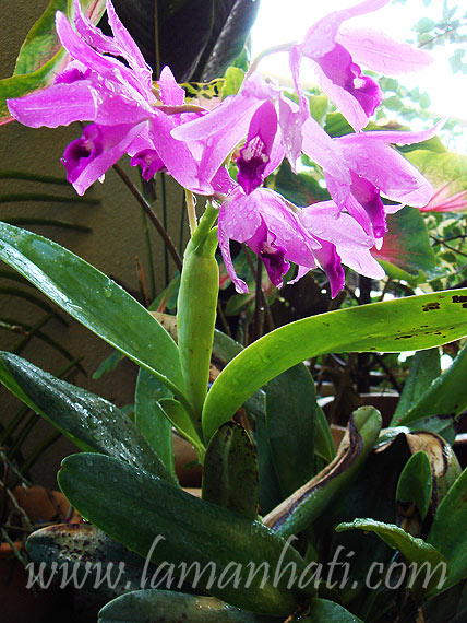 purplecattleya2