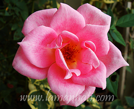 pinkroselh2