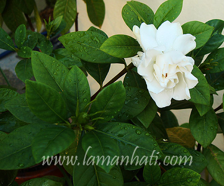 gardenia-bunga-cina-1