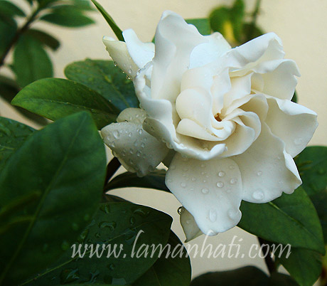 gardenia-bunga-cina-2