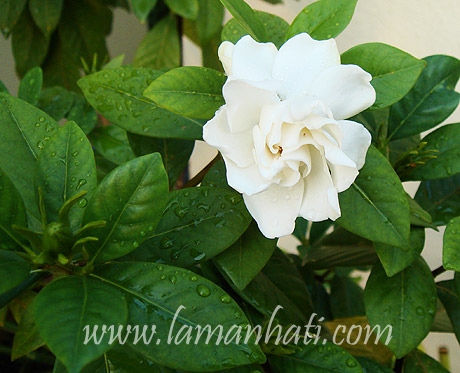 gardenia-bunga-cina-cape-jasmine