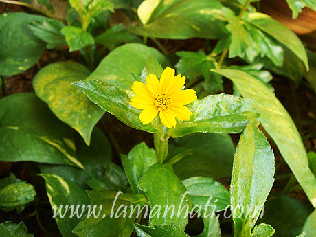 wedelia-trilobata-flower