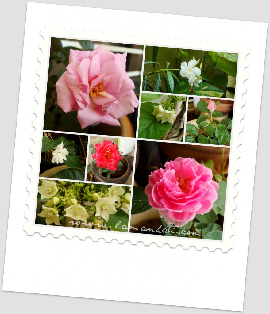 february-2012-blooms-collage