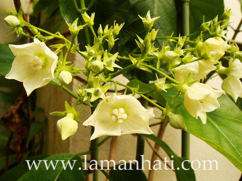 kesidang-full-bloom-feb-2012
