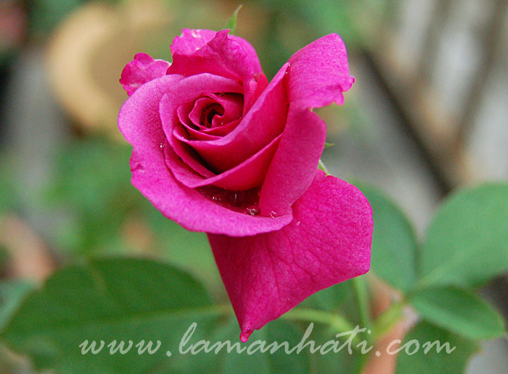rose-shocking-blue-LH