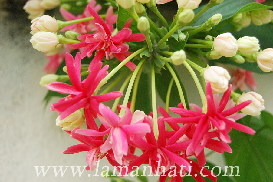 akar-dani-rangoon-creeper-july2012-LH