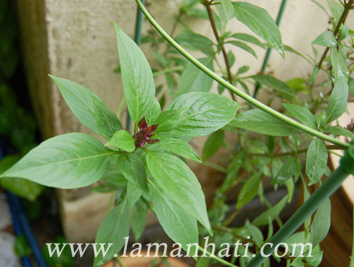 aromatic-basil-nov13-2-LH
