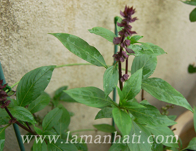 aromatic-basil-nov13-3-LH