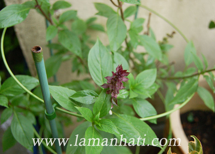 aromatic-basil-nov13-4-LH